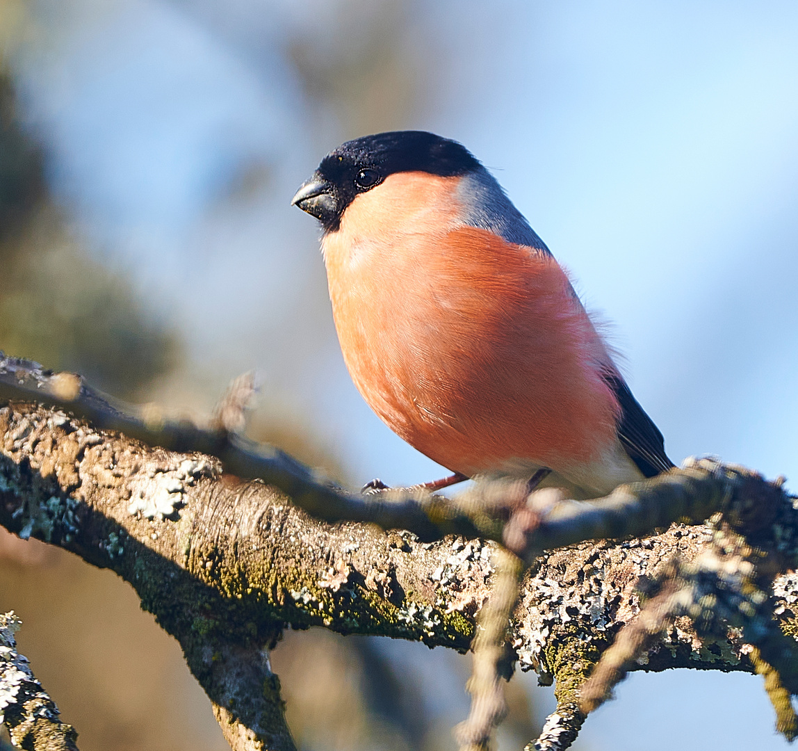 Dompfaff (Männchen)