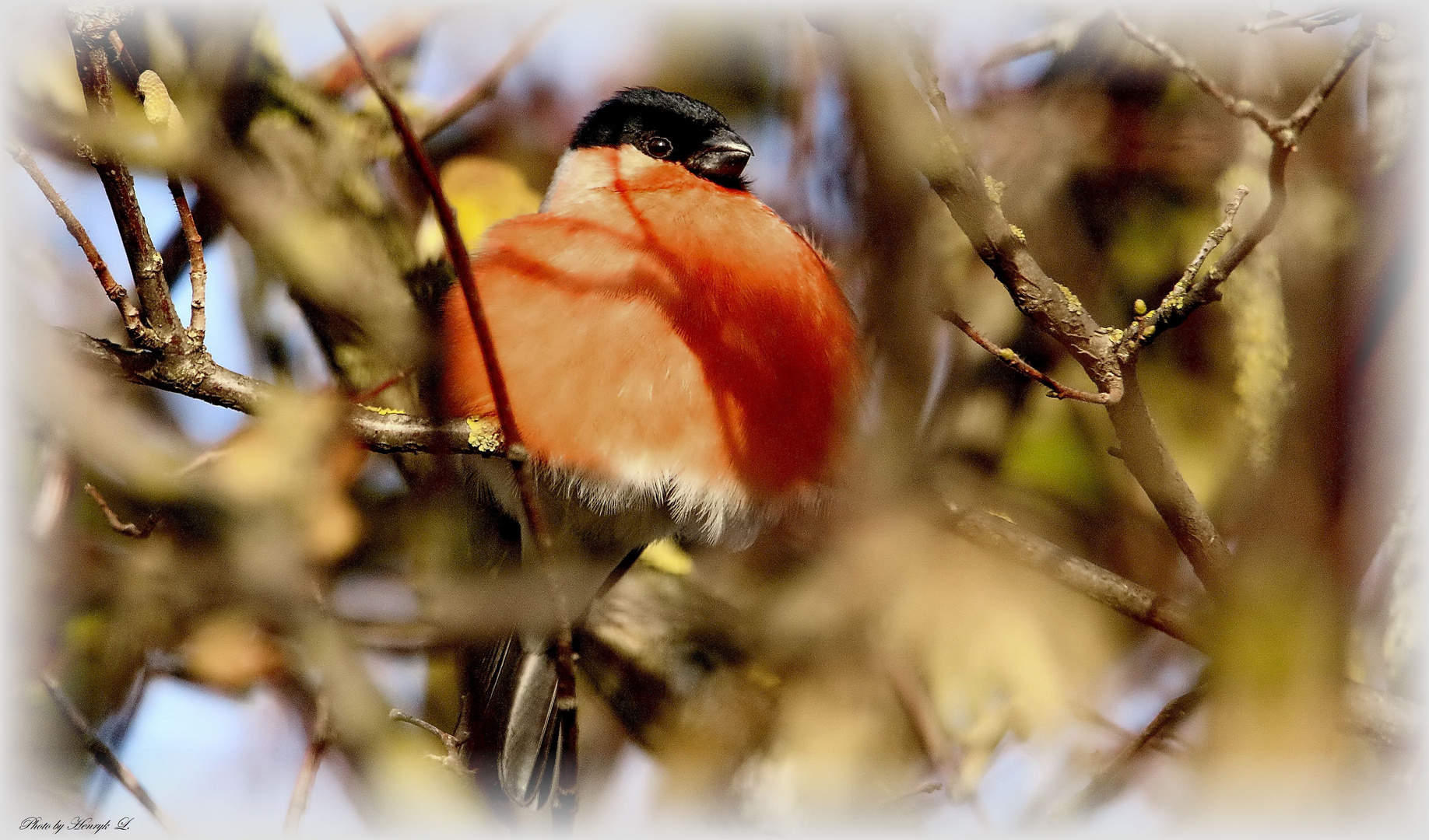 Dompfaff Männchen 