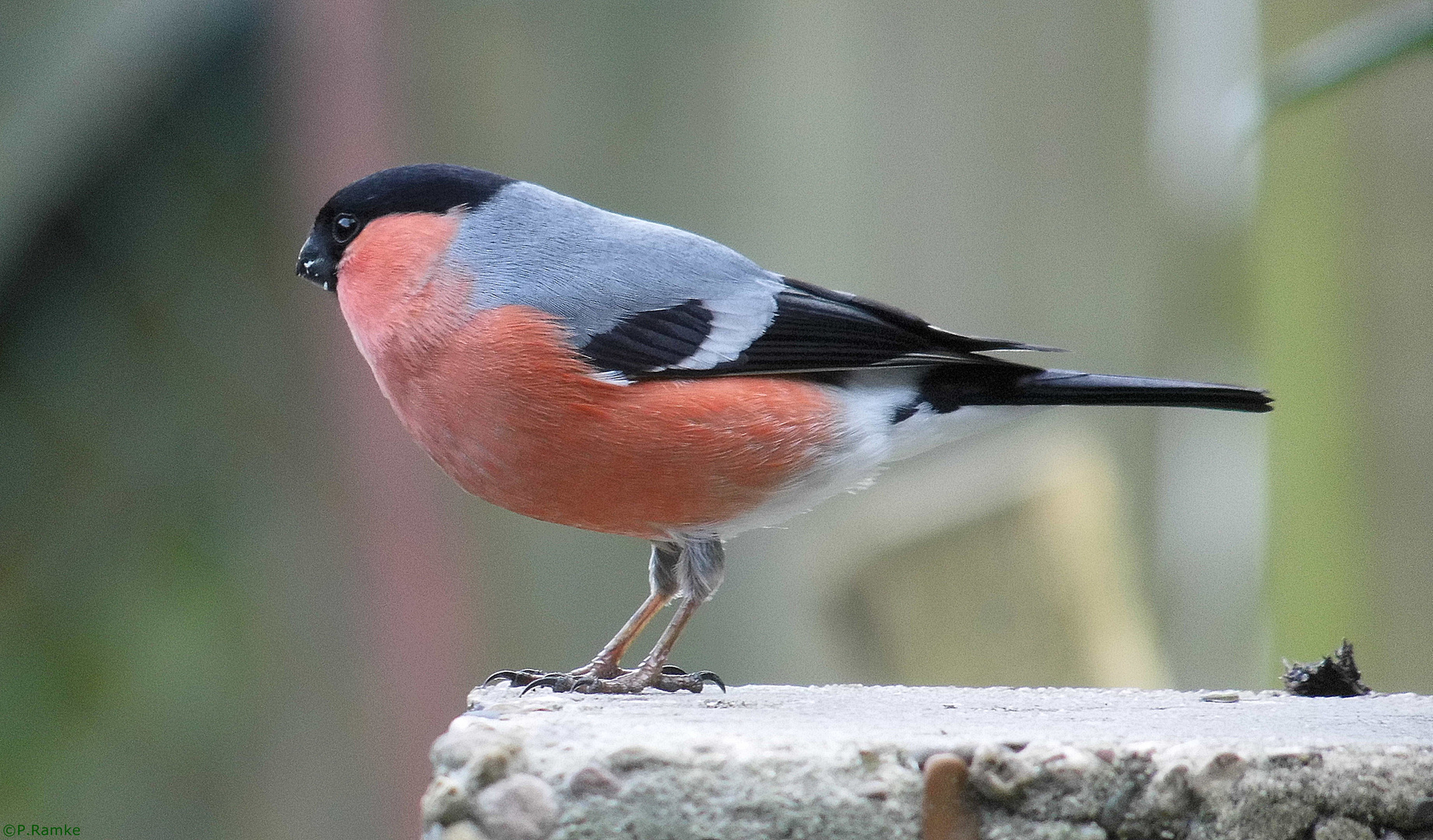 Dompfaff Männchen von der Seite