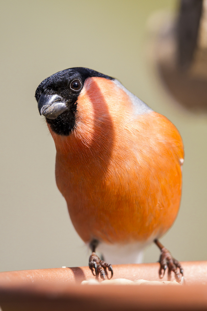 Dompfaff (-männchen) zu Besuch