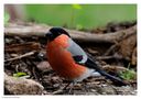 + Dompfaff männl. + ( Pyrrhula pyrrhula ) von Wolfgang Zerbst - Naturfoto