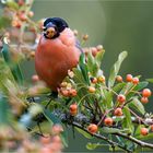 Dompfaff muffelt unreife Feuerdornbeeren  .....