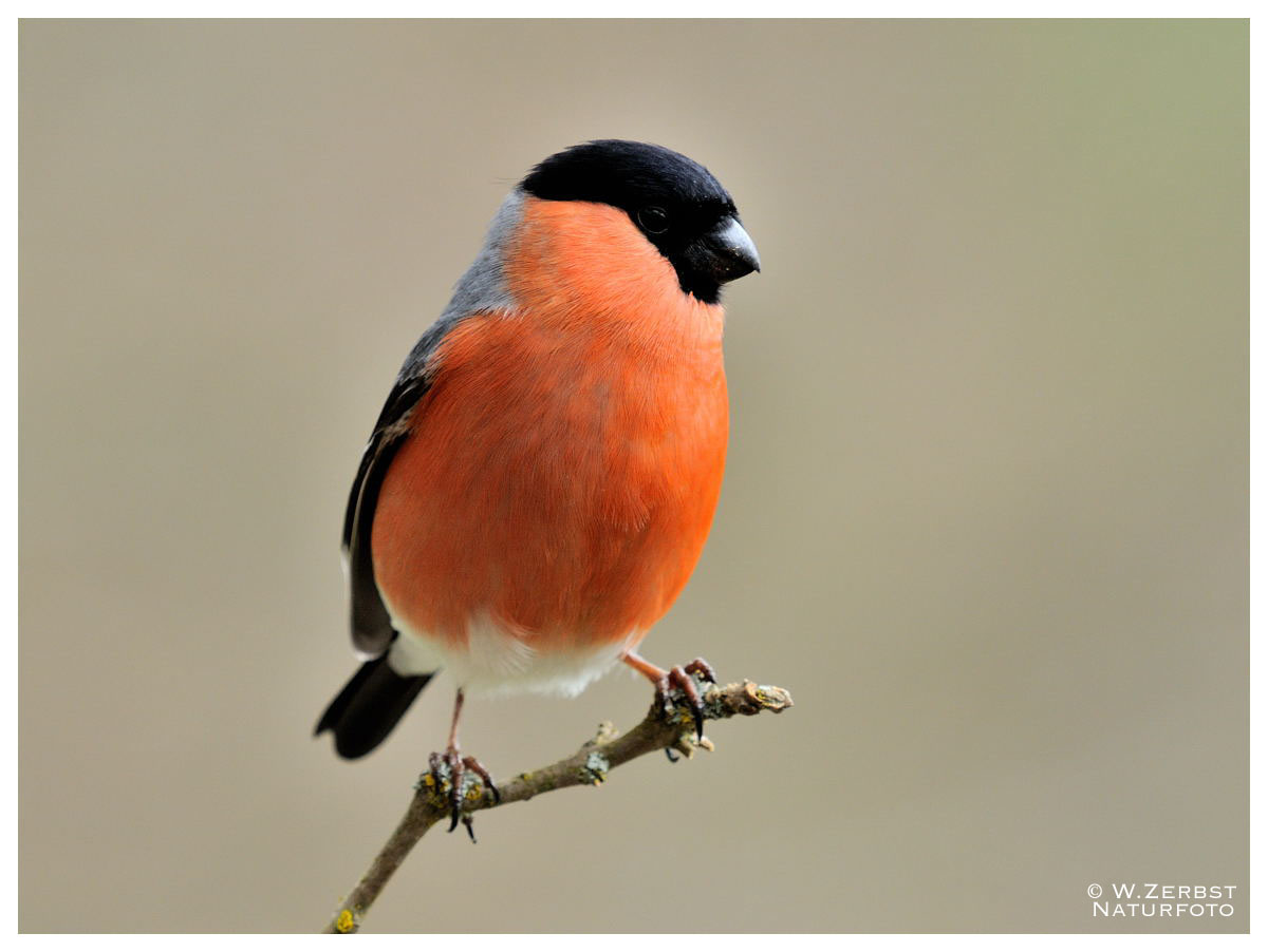 Dompfaff Od Gimpel Mannl Pyrrhula Pyrrhula Foto Bild Tiere Wildlife Wild Lebende Vogel Bilder Auf Fotocommunity