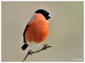 - Dompfaff od. Gimpel männl. - ( Pyrrhula pyrrhula ) von Wolfgang Zerbst - Naturfoto