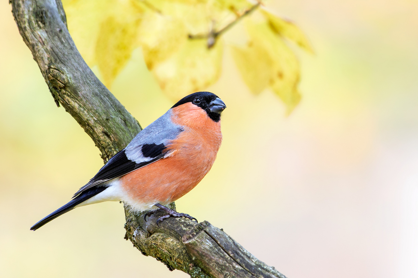 Dompfaff Oder Auch Gimpel Foto Bild Natur Herbst Mannchen Bilder Auf Fotocommunity