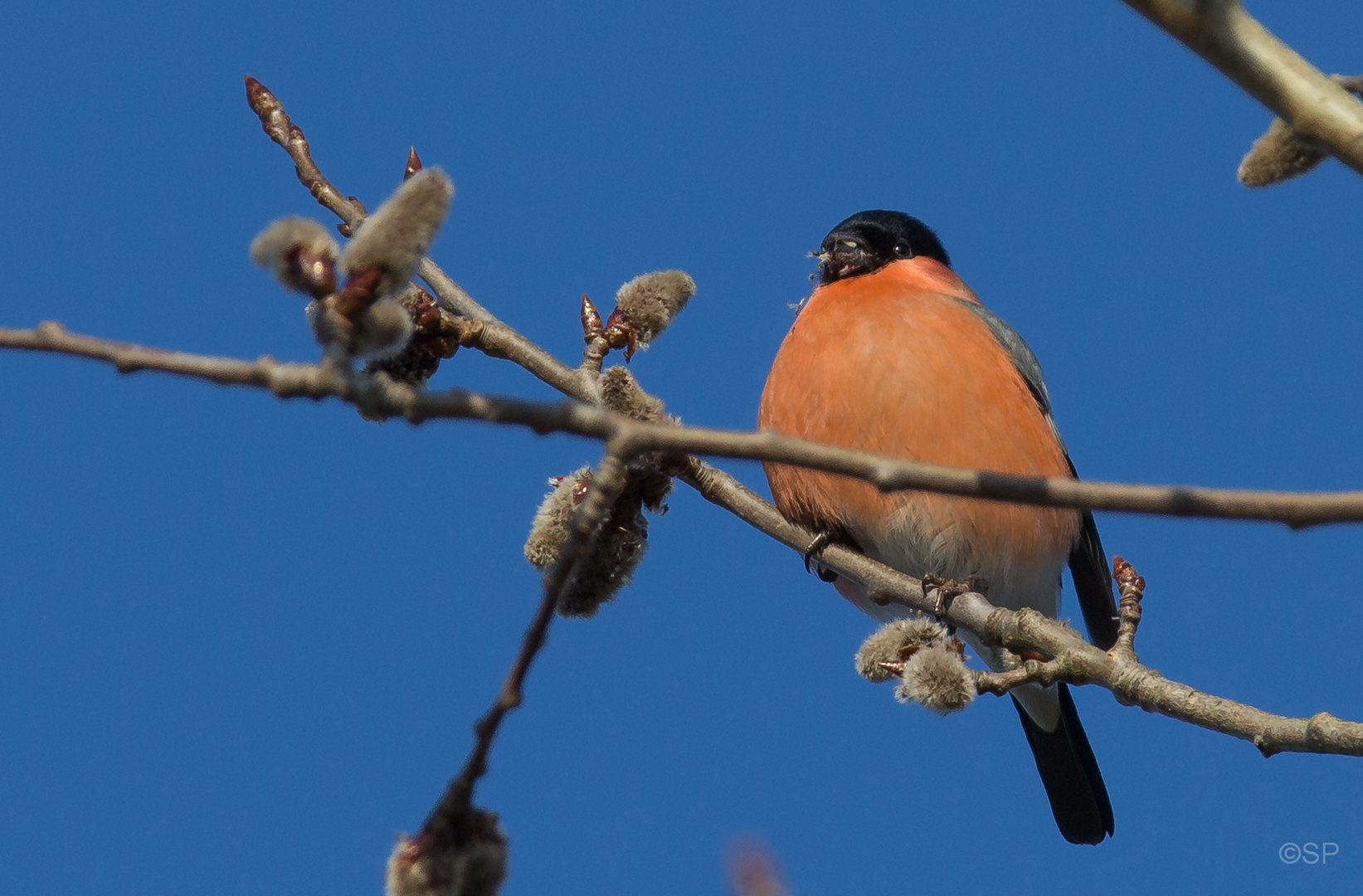 Dompfaff (Pyrrhula pyrrhula)