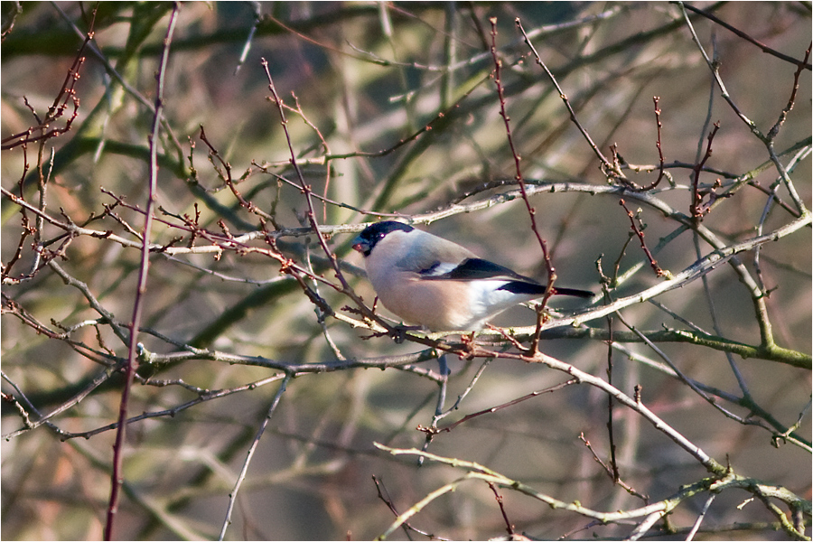 Dompfaff - Weibchen.