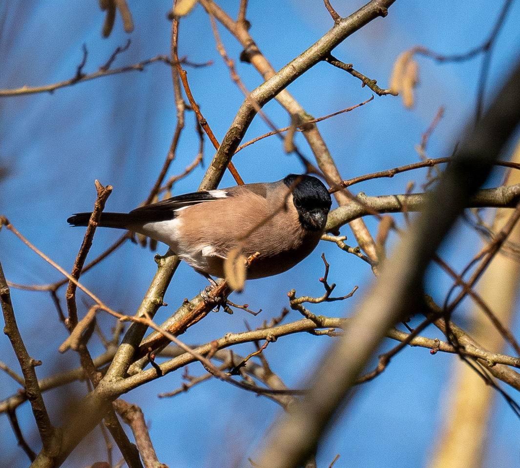 Dompfaff Weibchen 