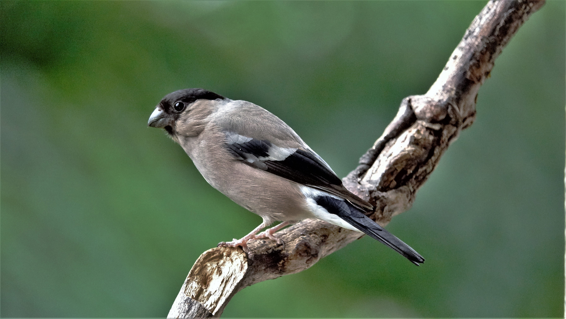 Dompfaff-Weibchen