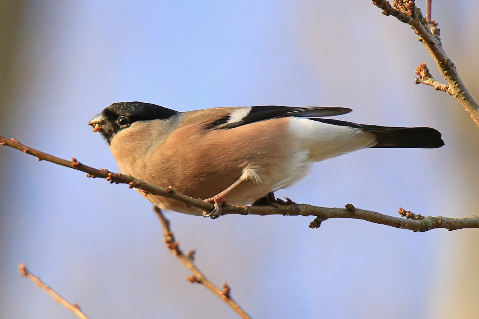 Dompfaff Weibchen