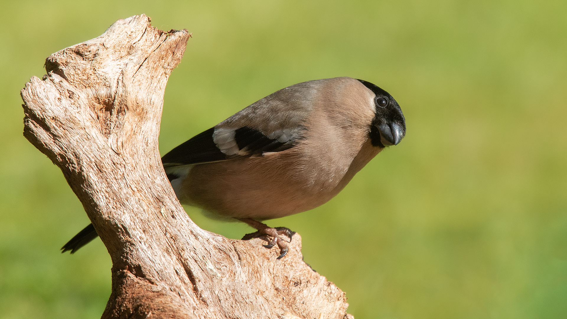 Dompfaff Weibchen