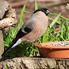 Dompfaff- Weibchen .....