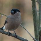 Dompfaff Weibchen schaut vorbei