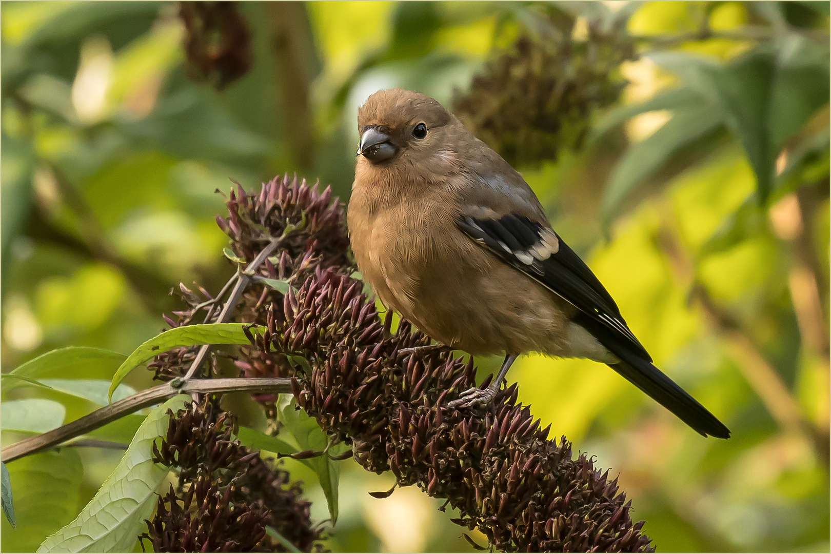 Dompfaff Weibchen, vermute Jungvogel  ..... 