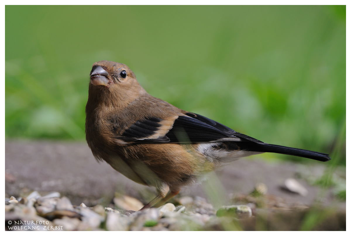 ---- Dompfaff weibl. Jungvogel ----- (Pyrrhula pyrrhula)