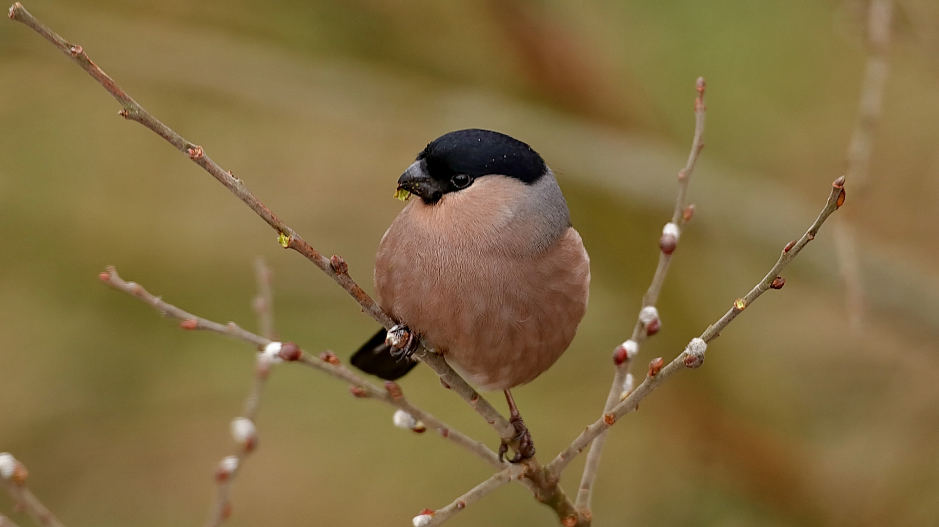 Dompfaff weiblich