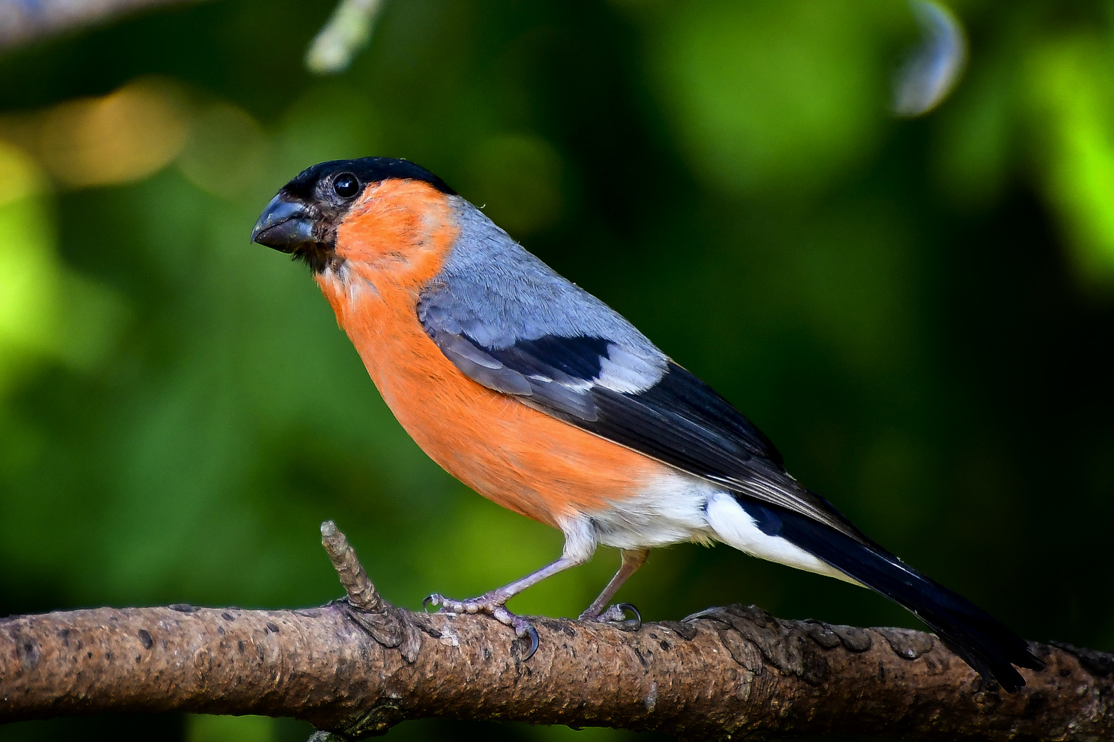 Dompfaffmännchen - ein schöner Vogel