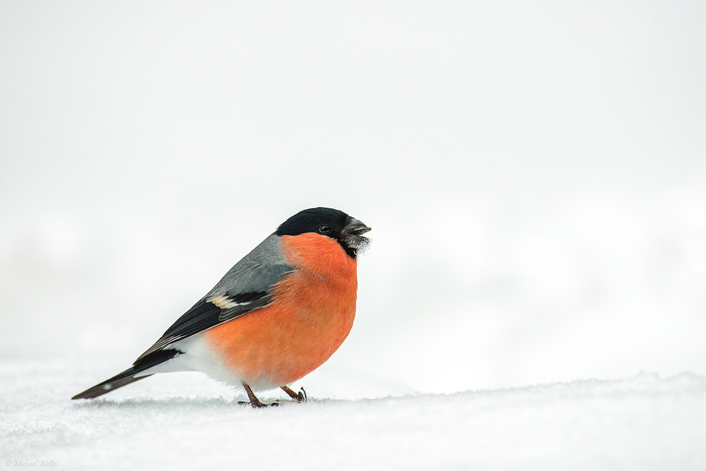 Dompfaffmann im Schnee