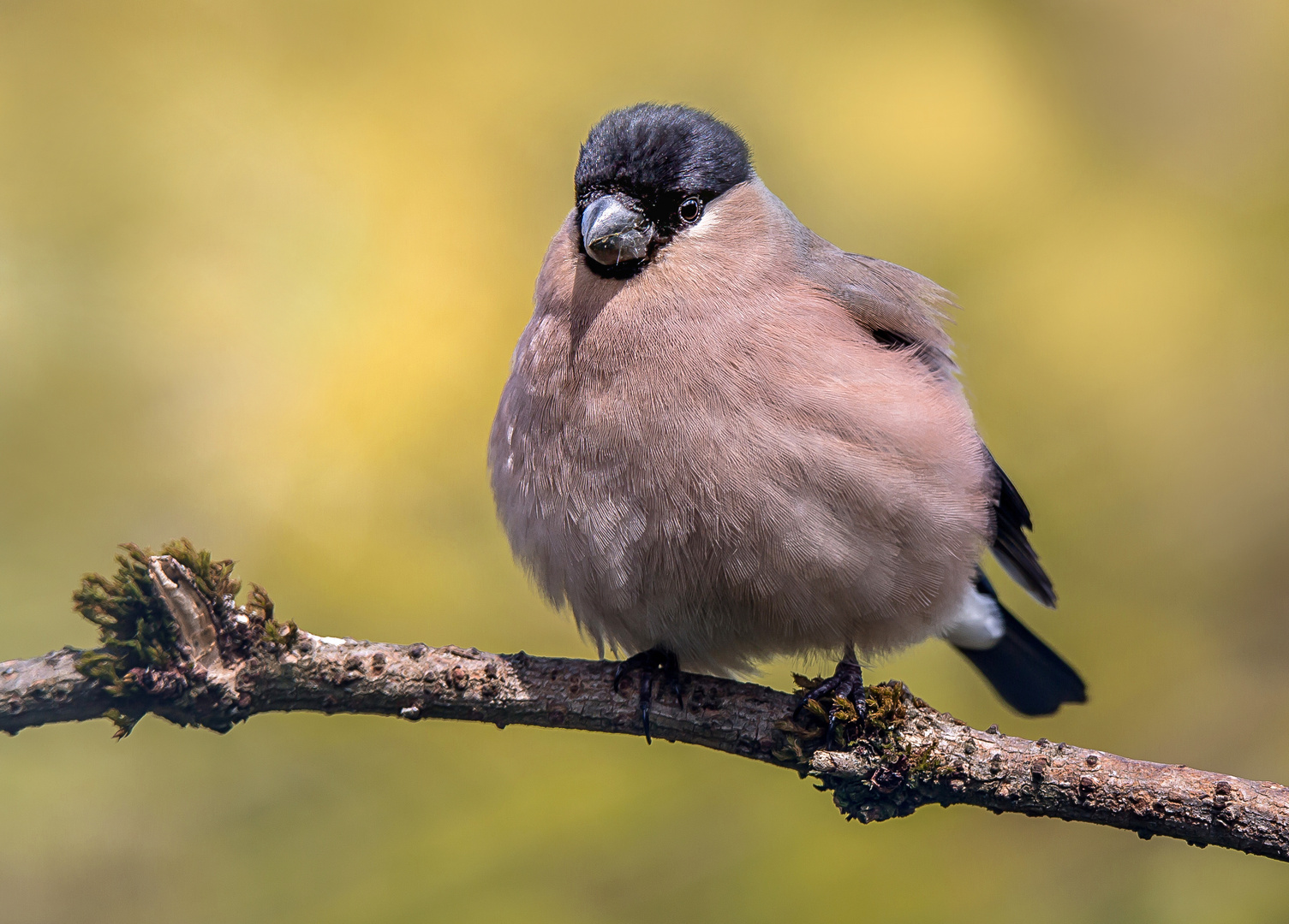 Dompfaffweibchen