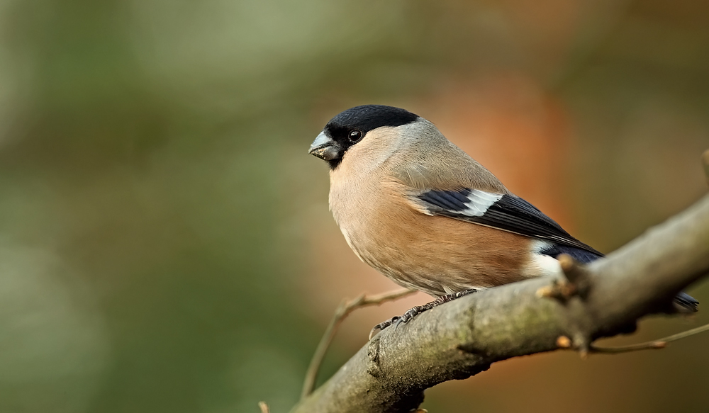 Dompfaffweibchen