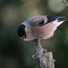 Dompfaffweibchen beim kokettieren