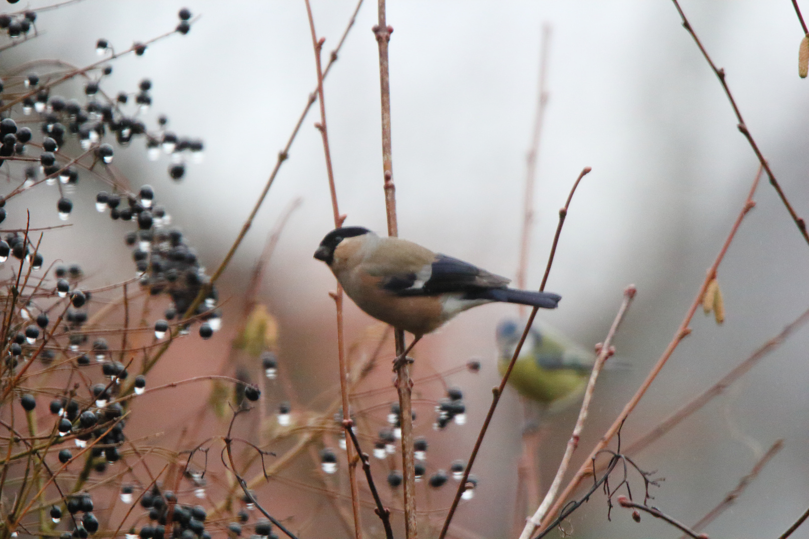 Dompfaffweibchen im Regen