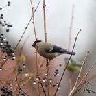 Dompfaffweibchen im Regen