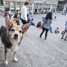 Domplatten - Treppen - Bewachungs - Hund