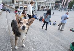 Domplatten - Treppen - Bewachungs - Hund