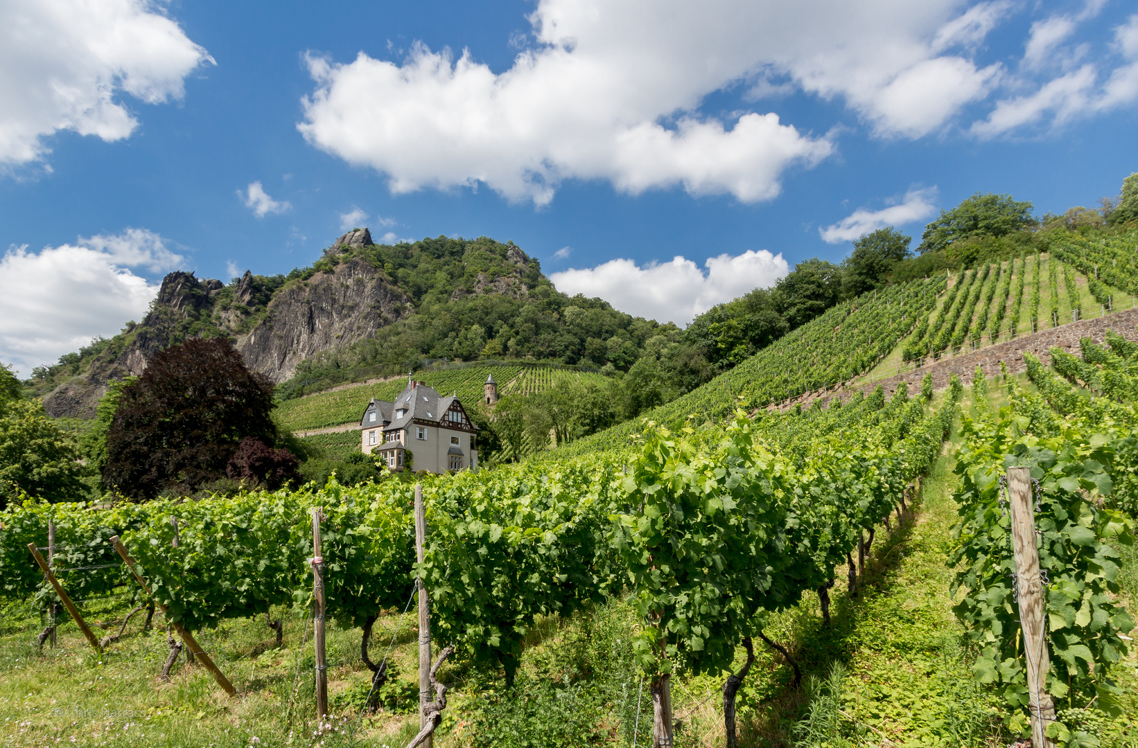 Domstein - Weinberg am Drachenfels