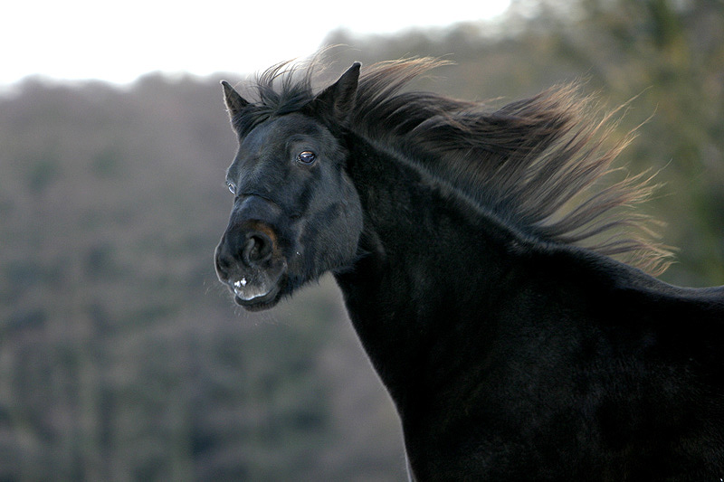 Don oder doch Alf?