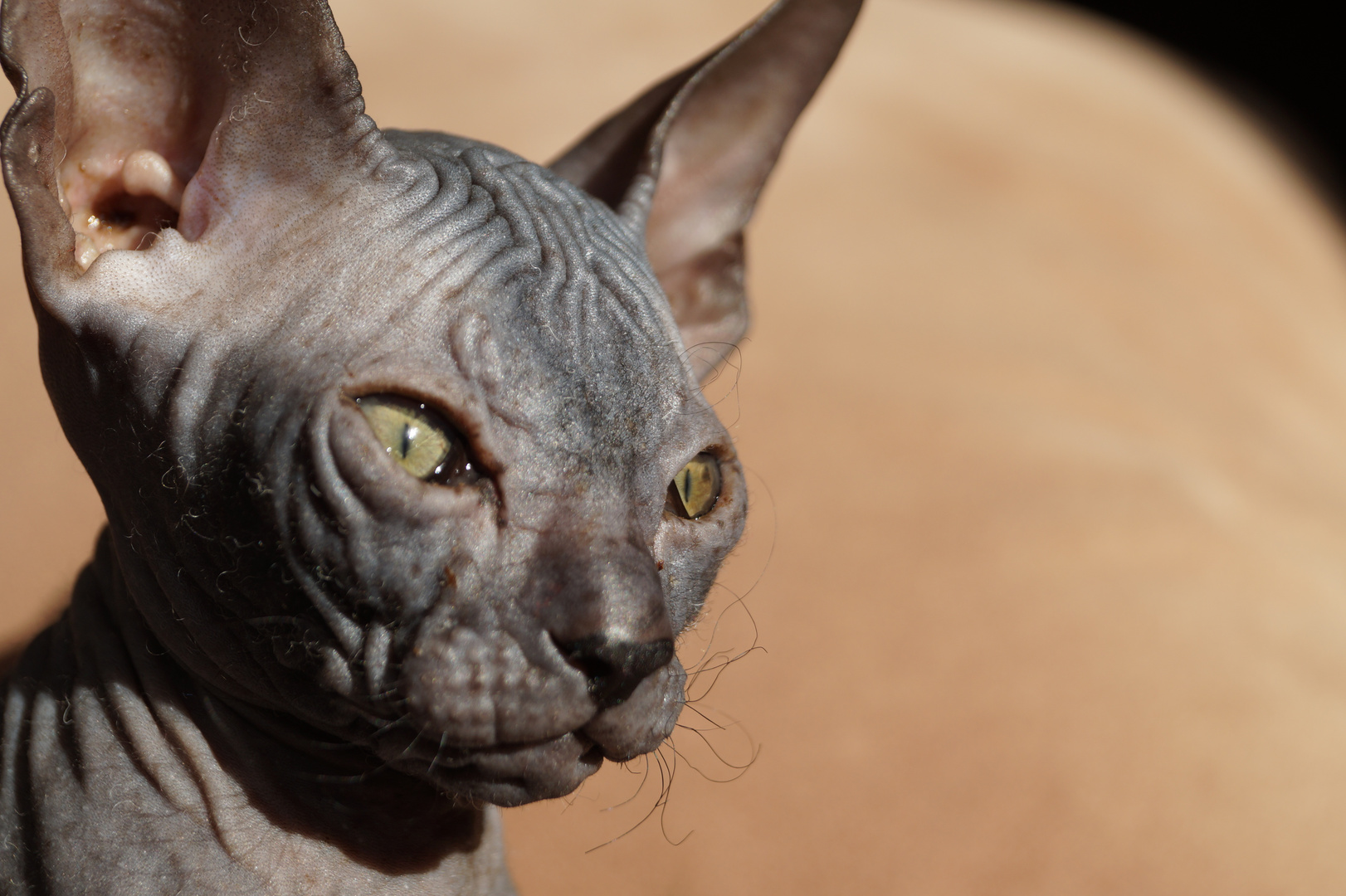 Don Sphynx wunderbare Katzen