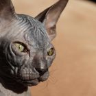 Don Sphynx wunderbare Katzen