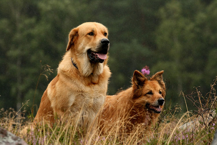 Don und Liza in der Heide