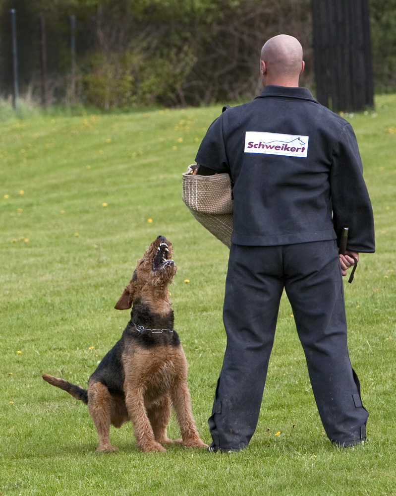 Don vom Treffenwald Bewachungsphase