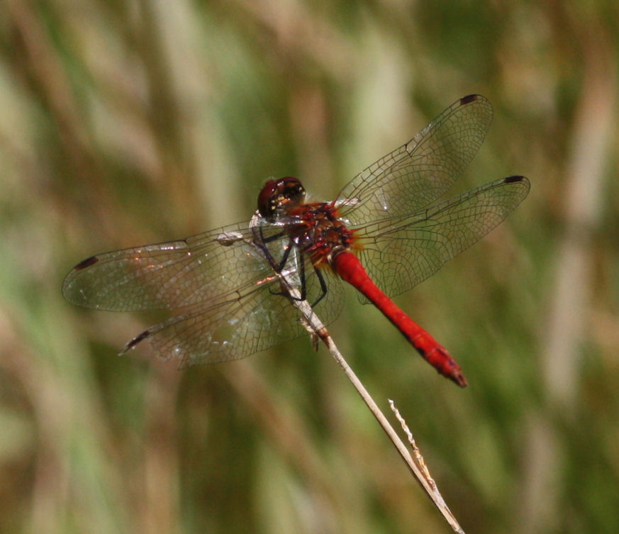 Donacherried Libelle!