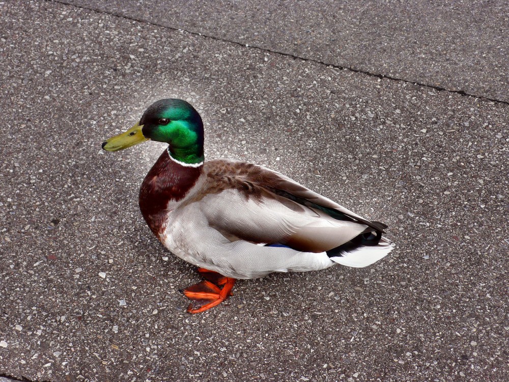 Donald auf Freiersfüßen!