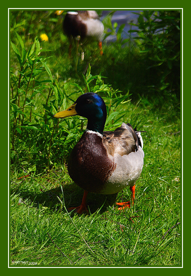 DONALD aus BERLIN