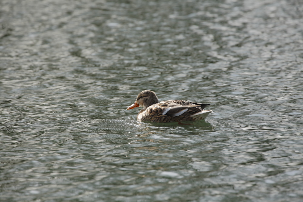 Donald beim Sonnenbaden