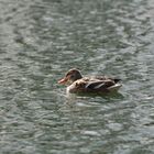 Donald beim Sonnenbaden