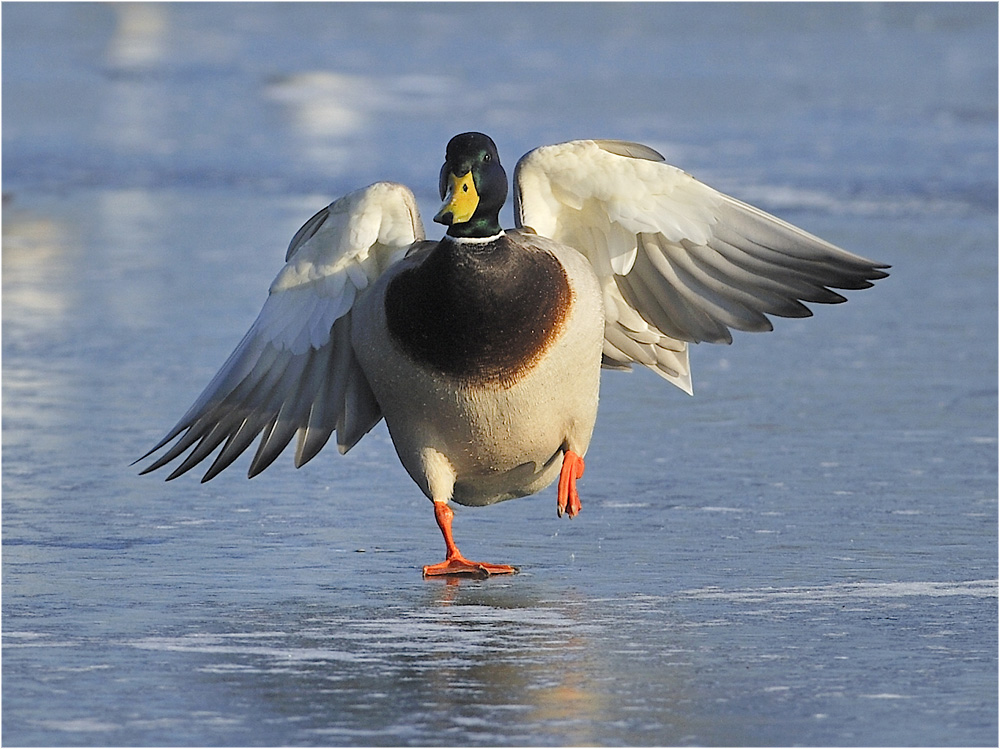 Donald der Eisläufer