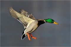 Donald der Überflieger