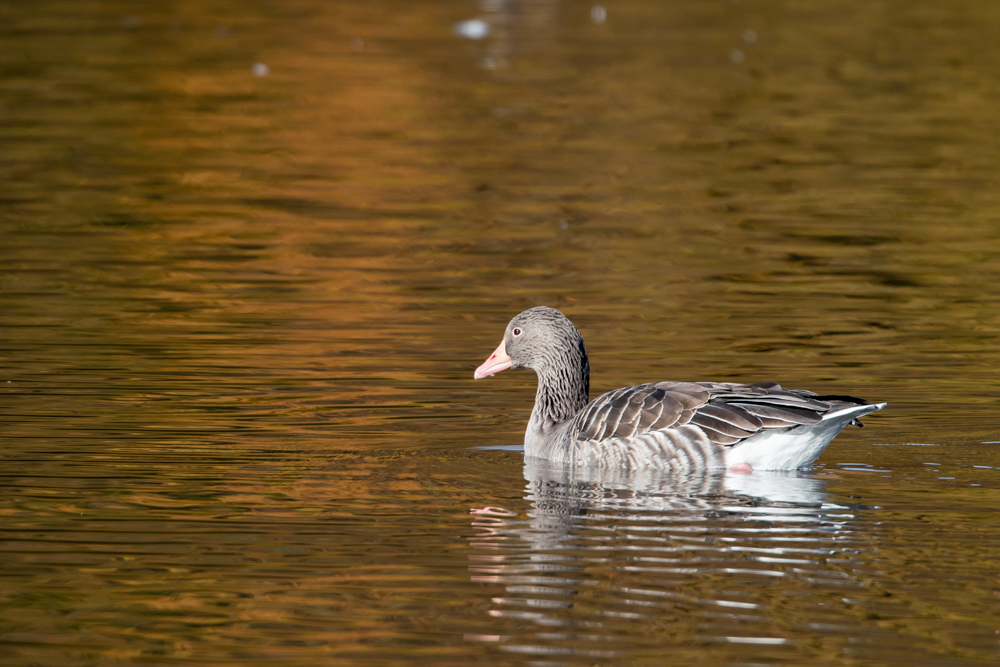 Donald Duck