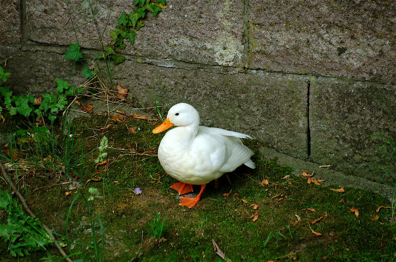 Donald Duck in Baden-Baden