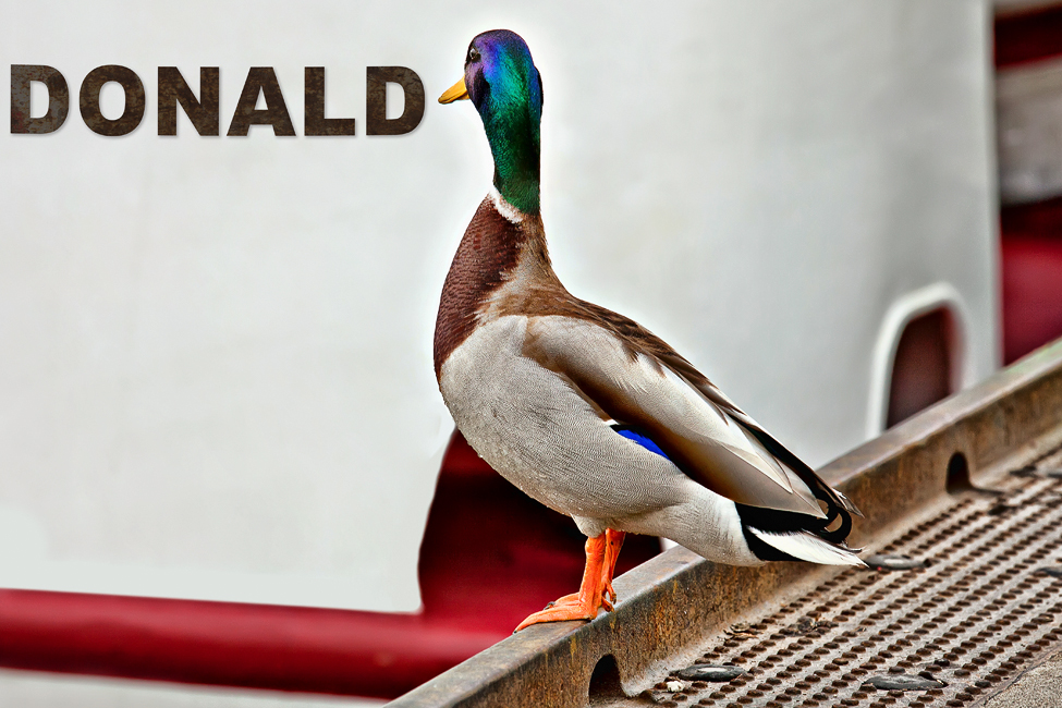 Donald