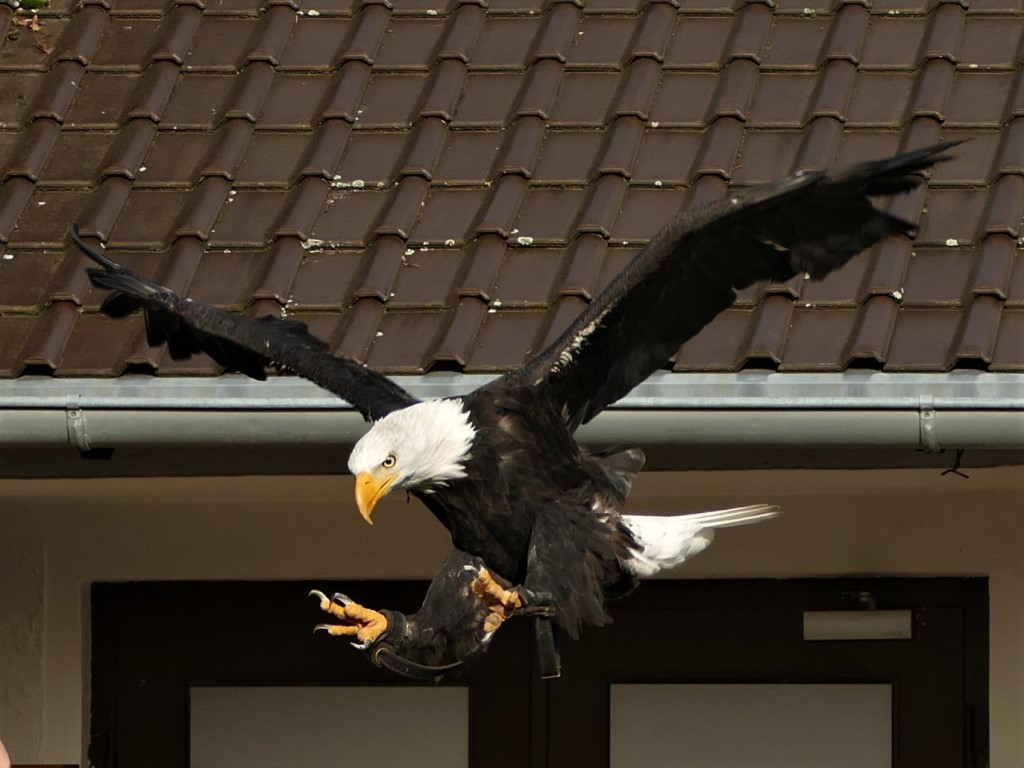 Donald im Anflug