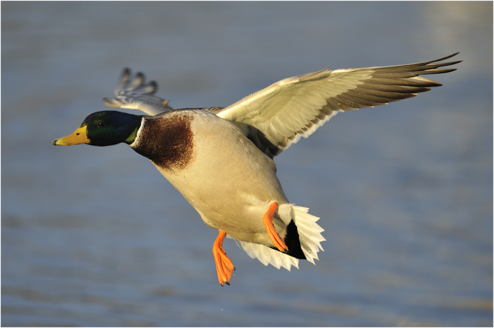 Donald im Anflug