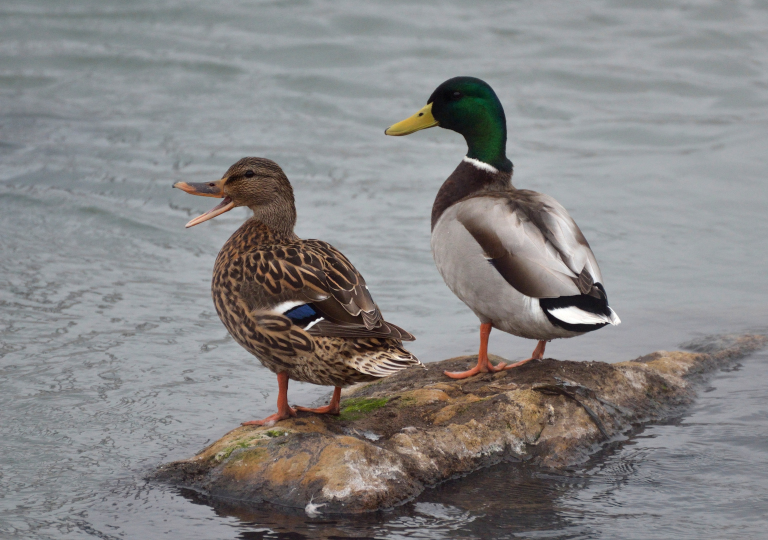 Donald und Daisy