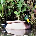 Donald und Daisy im Park