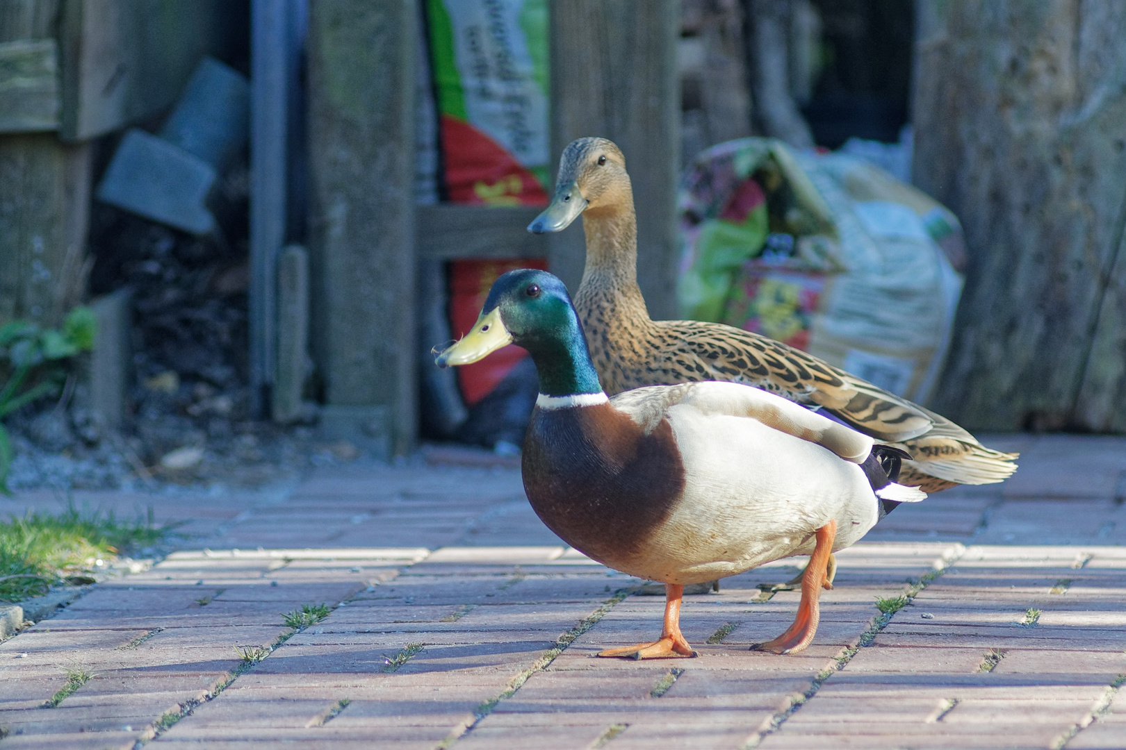 Donald und Daisy kommen zu Besuch.....